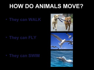 Animals repaso de primero. | PPT