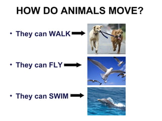 Animals repaso 1º para slideshare | PPT