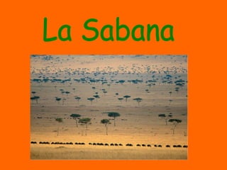 La Sabana 