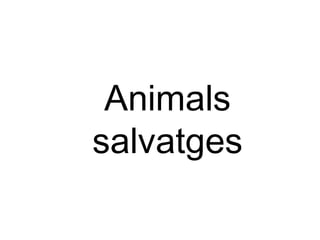 Animals salvatges 