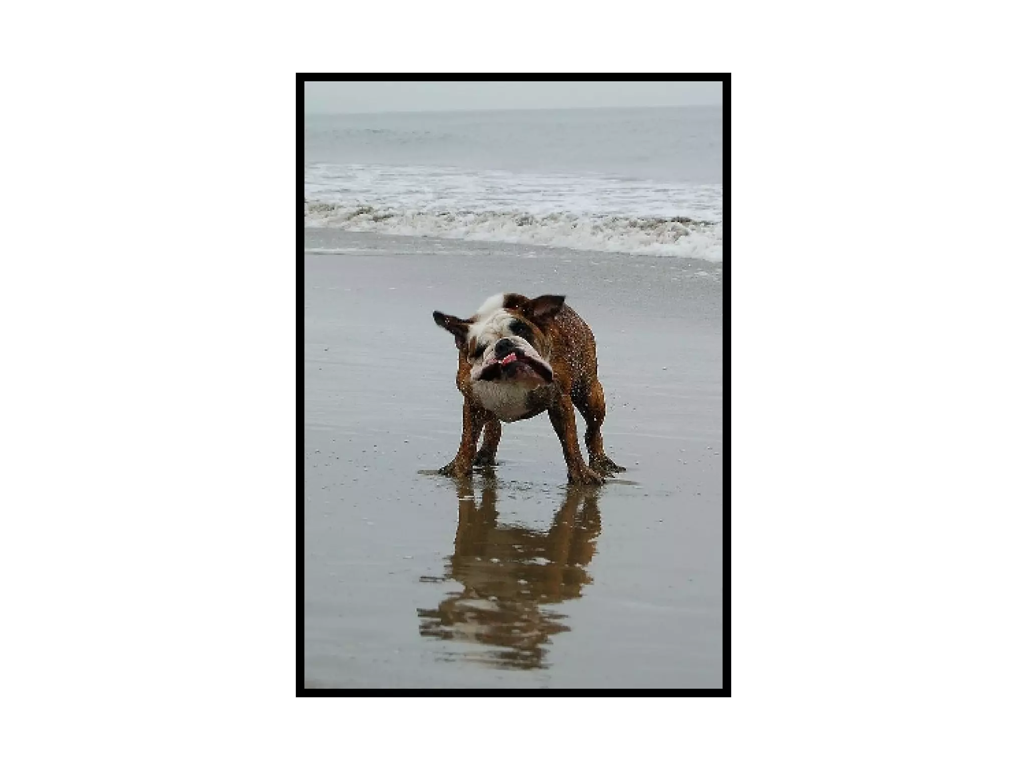 Animals Shaking Water Off Ppt