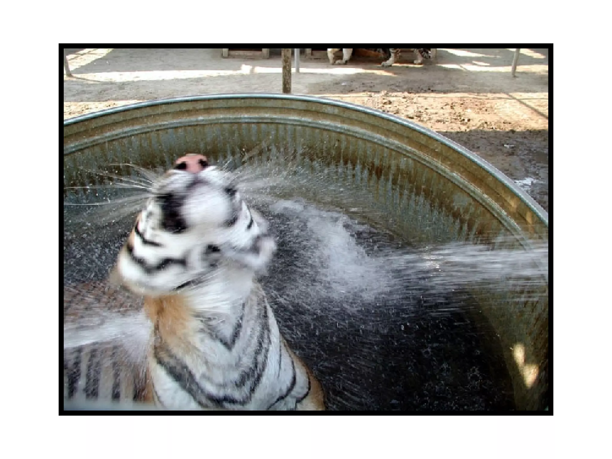 Animals Shaking Water Off Ppt