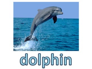 dolphin