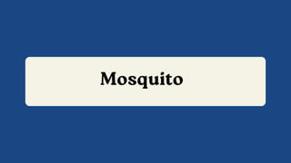 Mosquito
 