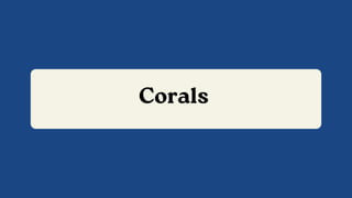 Corals
 