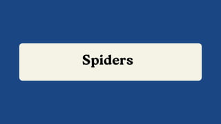 Spiders
 