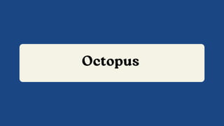 Octopus
 