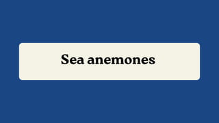 Sea anemones
 