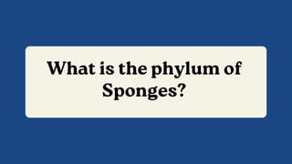 What is the phylum of
Sponges?
 