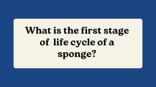 What is the first stage
of life cycle of a
sponge?
 