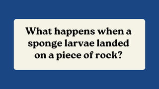 What happens when a
sponge larvae landed
on a piece of rock?
 
