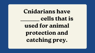Cnidarians have
________ cells that is
used for animal
protection and
catching prey.
 