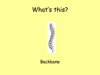 What’s this?




  Backbone
 