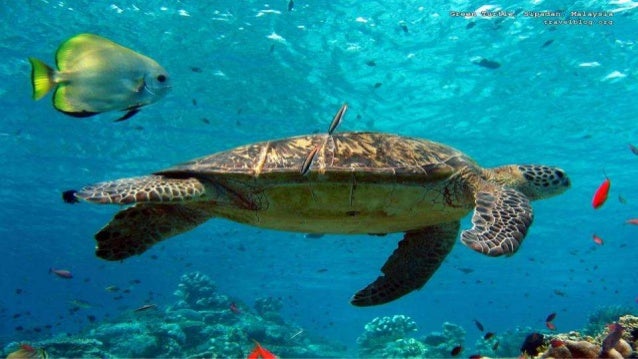 animals around the world