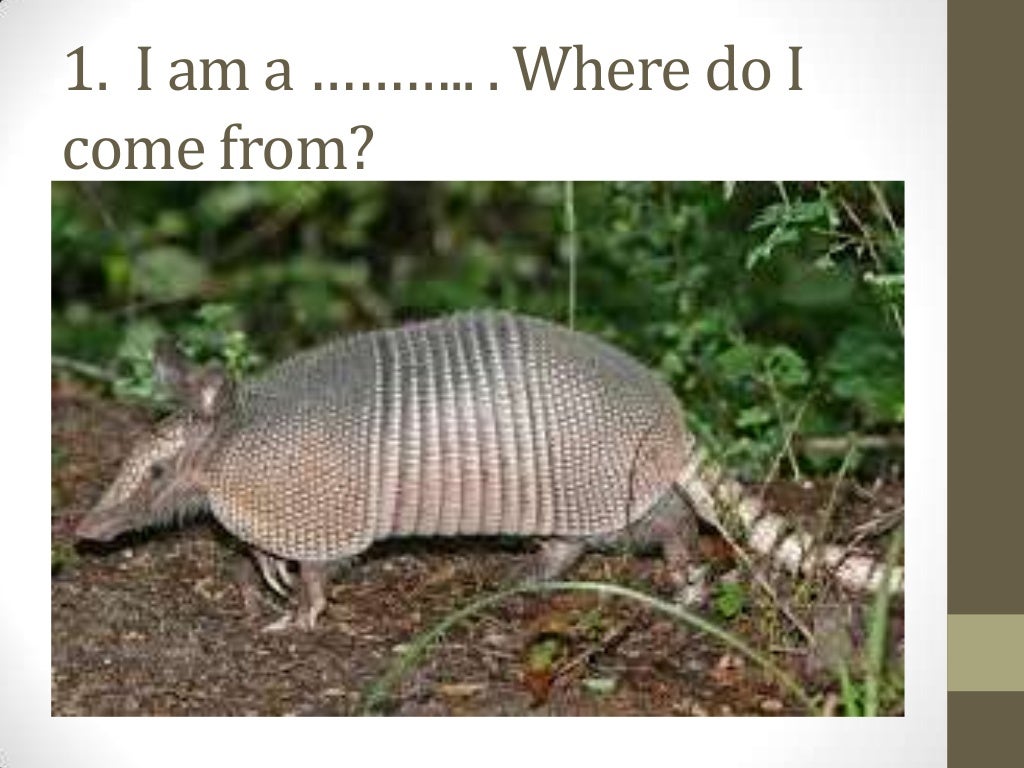 Animals where do i come from level 3