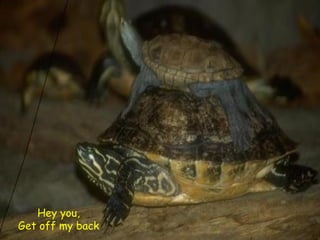 Animals with Attitude | PPT