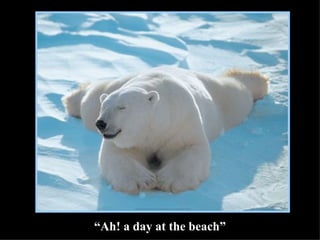 Animals-With-Funny-Captions-2006-8-320.j