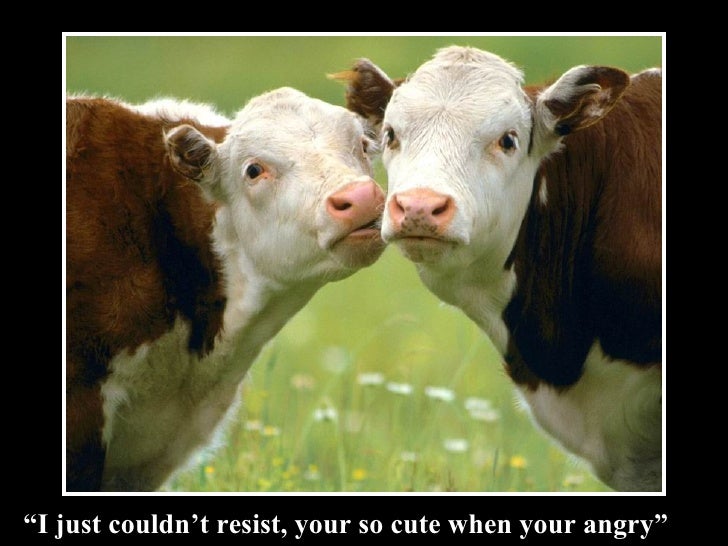 Funny Cow Pictures With Captions