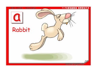 Rabbit  