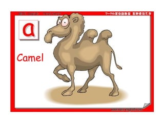 Camel  