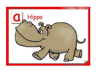 Hippo  