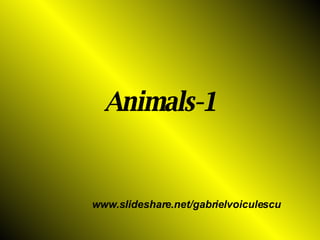 Animals-1 www.slideshare.net/gabrielvoiculescu 