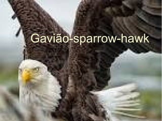 Gavião-sparrow-hawk