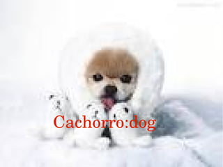 Cachorro:dog