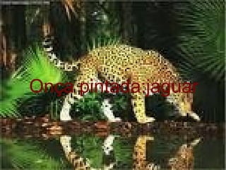 Onça pintada:jaguar