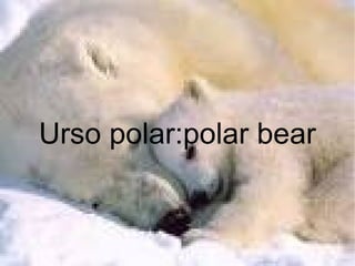 Urso polar:polar bear