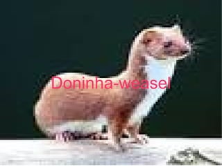 Doninha-weasel