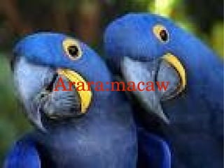 Arara:macaw