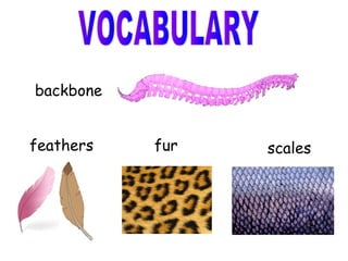 backbone
feathers

fur

scales

 