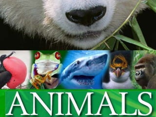 Animals2