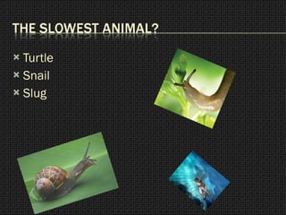 Turtle Snail Slug 