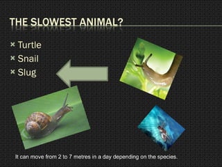 Turtle Snail Slug It can move from 2 to 7 metres in a day depending on the species. 