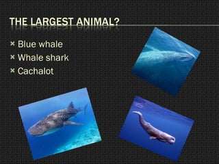 Blue whale Whale shark Cachalot 