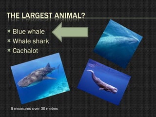 Blue whale Whale shark Cachalot It measures over 30 metres 