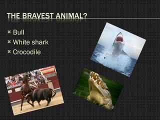 Bull White shark Crocodile 