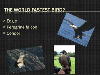 Eagle Peregrine falcon Condor 