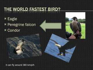 Eagle Peregrine falcon Condor It can fly around 380 km/p/h 