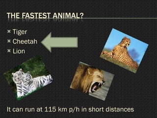 Tiger Cheetah Lion It can run at 115 km p/h in short distances 