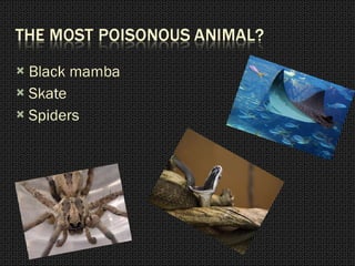Black mamba Skate Spiders 
