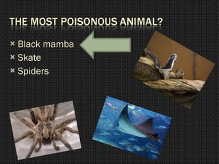 Black mamba Skate Spiders 
