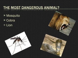 Mosquito Cobra  Lion 
