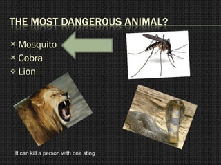 Mosquito Cobra  Lion It can kill a person with one sting 