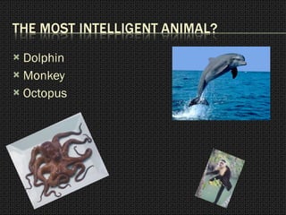 Dolphin Monkey Octopus 