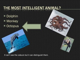 Dolphin Monkey Octopus It can’t see the colours but it can distinguish them. 