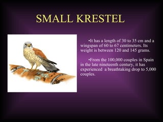   SMALL KRESTEL  It has a length of 30 to 35 cm and a wingspan of 60 to 67 centimeters. Its weight is between 120 and 145 grams. From the 100,000 couples in Spain in the late nineteenth century, it has experienced  a breathtaking drop to 5,000 couples. 