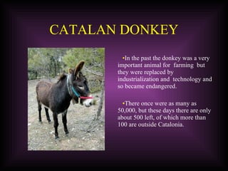 CATALAN DONKEY In the past the donkey was a very important animal for  farming  but  they were replaced by  industrialization and  technology and  so became endangered. There once were as many as 50,000, but these days there are only about 500 left, of which more than 100 are outside Catalonia. 